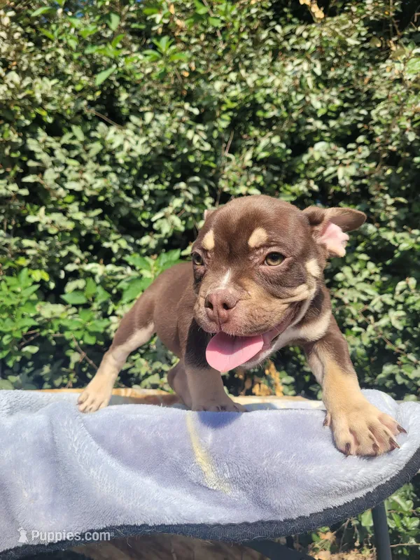 Carmen Chocolate tri  – American Bully puppy for sale in Brooksville, FL