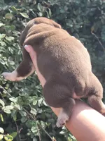 Carmen Chocolate tri , a male American Bully for sale in Brooksville, FL – Photo 6 of 6