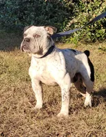Carmen Chocolate tri , a male American Bully for sale in Brooksville, FL – 7 of 10