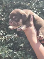 Carmen Chocolate tri , a male American Bully for sale in Brooksville, FL – Photo 2 of 6