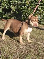 Carmen Chocolate tri , a male American Bully for sale in Brooksville, FL – 6 of 10