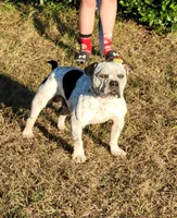 Carmen Chocolate tri , a male American Bully for sale in Brooksville, FL – 5 of 10