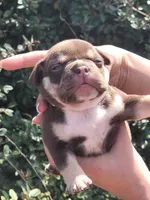 Carmen Chocolate tri , a male American Bully for sale in Brooksville, FL – Photo 4 of 6