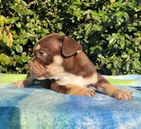 Carmen Chocolate tri , a male American Bully for sale in Brooksville, FL – Photo 6 of 6