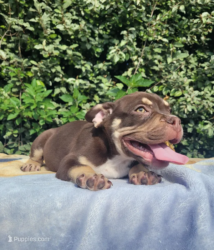 Carmen Chocolate tri  – American Bully puppy for sale in Brooksville, FL