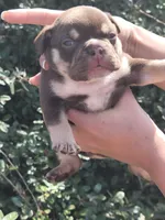Carmen Chocolate tri , a male American Bully for sale in Brooksville, FL – Photo 5 of 6