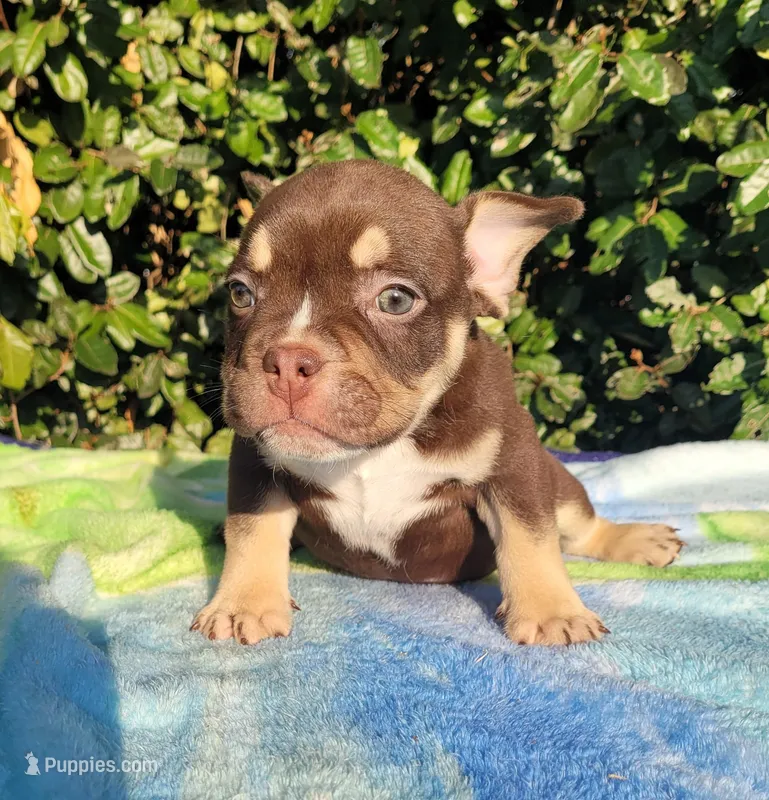 Carmen Chocolate tri  – American Bully puppy for sale in Brooksville, FL