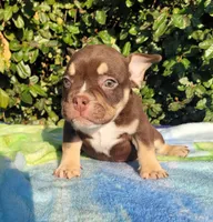 Carmen Chocolate tri , a male American Bully for sale in Brooksville, FL – Photo 1 of 6