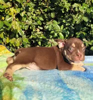 Carmen Chocolate tri , a male American Bully for sale in Brooksville, FL – Photo 4 of 6