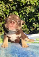 Carmen Chocolate tri , a male American Bully for sale in Brooksville, FL – Photo 2 of 6