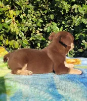 Carmen Chocolate tri , a male American Bully for sale in Brooksville, FL – Photo 3 of 6