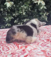 Merle tri female , a female Cardigan Welsh Corgi and Pembroke Welsh Corgi for sale in Brooksville, FL – 3 of 7