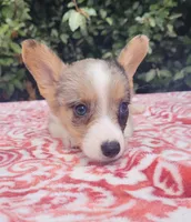 Merle tri male , a male Cardigan Welsh Corgi and Pembroke Welsh Corgi for sale in Brooksville, FL – 2 of 10