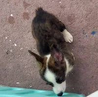 Brindle female , a female Cardigan Welsh Corgi and Pembroke Welsh Corgi for sale in Brooksville, FL – 8 of 9