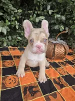Diane Coco Rojo Merle girl , a female French Bulldog for sale in Brooksville, FL – 5 of 9
