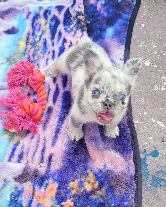 Diamond Lilac Merle Fluffy  – French Bulldog puppy for sale in Brooksville, FL