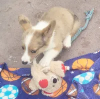 Red Merle male (Blue Eyes), a male Cardigan Welsh Corgi and Pembroke Welsh Corgi for sale in Brooksville, FL – 7 of 7