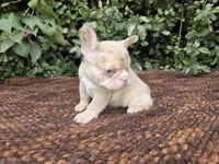 Diane Coco Fawn Merle girl , a female French Bulldog for sale in Brooksville, FL – 9 of 9
