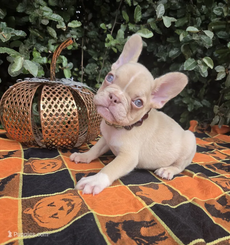 Jack Coco fawn Merle  – French Bulldog puppy for sale in Brooksville, FL