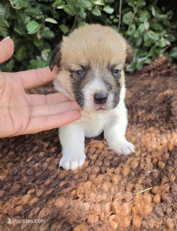 Sunny Red Sable male – Pembroke Welsh Corgi puppy for sale in Brooksville, FL