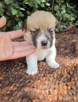 Sunny Red Sable male, a male Pembroke Welsh Corgi for sale in Brooksville, FL – 1 of 6