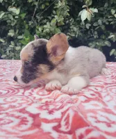 Merle tri male , a male Cardigan Welsh Corgi and Pembroke Welsh Corgi for sale in Brooksville, FL – 7 of 10