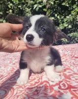 Black tri female #2 , a female Cardigan Welsh Corgi and Pembroke Welsh Corgi for sale in Brooksville, FL – 4 of 9