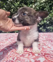 Brindle Male , a male Cardigan Welsh Corgi and Pembroke Welsh Corgi for sale in Brooksville, FL – 3 of 8