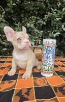 Diane Coco Rojo Merle girl , a female French Bulldog for sale in Brooksville, FL – 2 of 9