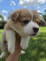 Sadie Red Longhair , a female Pembroke Welsh Corgi for sale in Brooksville, FL – 7 of 9