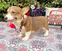 Maple blue sable , a female Pembroke Welsh Corgi for sale in Brooksville, FL – 3 of 10