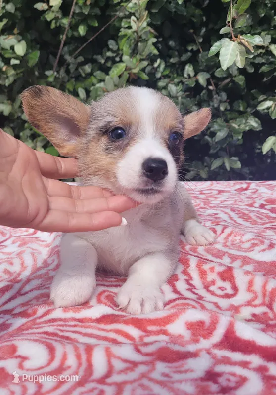 Merle tri male  – Cardigan Welsh Corgi, Pembroke Welsh Corgi puppy for sale in Brooksville, FL