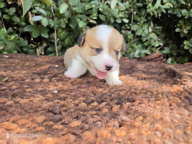 Summer Red female  – Pembroke Welsh Corgi puppy for sale in Brooksville, FL