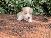 Summer Red female , a female Pembroke Welsh Corgi for sale in Brooksville, FL – 1 of 7