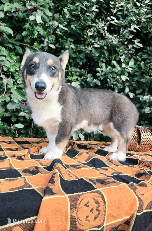 Bobby Blue tri  – Pembroke Welsh Corgi puppy for sale in Brooksville, FL