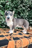Ckc Bobby Blue tri , a male Pembroke Welsh Corgi for sale in Brooksville, FL – 2 of 8