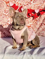Apple Isabella Tri, a female French Bulldog for sale in Brooksville, FL – Photo 2 of 6