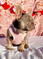 Apple Isabella Tri, a female French Bulldog for sale in Brooksville, FL – Photo 5 of 6