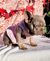 Apple Isabella Tri, a female French Bulldog for sale in Brooksville, FL – Photo 6 of 6