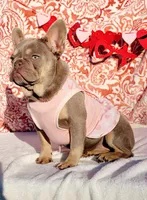 Apple Isabella Tri, a female French Bulldog for sale in Brooksville, FL – Photo 1 of 6