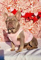 Apple Isabella Tri, a female French Bulldog for sale in Brooksville, FL – Photo 4 of 6