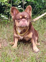 Dusse Fluffy Rojo Tri, a male French Bulldog for sale in Brooksville, FL – Photo 4 of 5