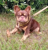 Dusse Fluffy Rojo Tri, a male French Bulldog for sale in Brooksville, FL – Photo 5 of 5