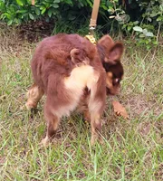Dusse Fluffy Rojo Tri, a male French Bulldog for sale in Brooksville, FL – Photo 2 of 5