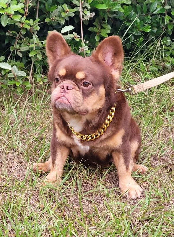 Dusse Fluffy Rojo Tri