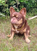 Dusse Fluffy Rojo Tri, a male French Bulldog for sale in Brooksville, FL – Photo 1 of 5
