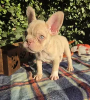 Jack Coco fawn Merle , a male French Bulldog for sale in Brooksville, FL – 5 of 10