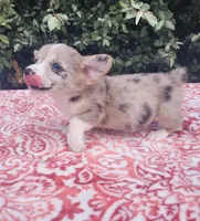 Merle male (Blue eye) , a male Cardigan Welsh Corgi and Pembroke Welsh Corgi for sale in Brooksville, FL – 5 of 7