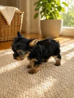 Gus, a male Yorkshire Terrier for sale in South Bend, IN – 2 of 2