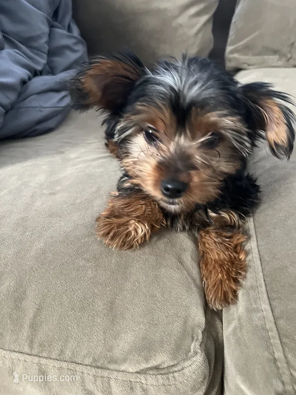Ruby – Yorkshire Terrier puppy for sale in South Bend, IN